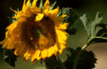 sunflower_blooms_030